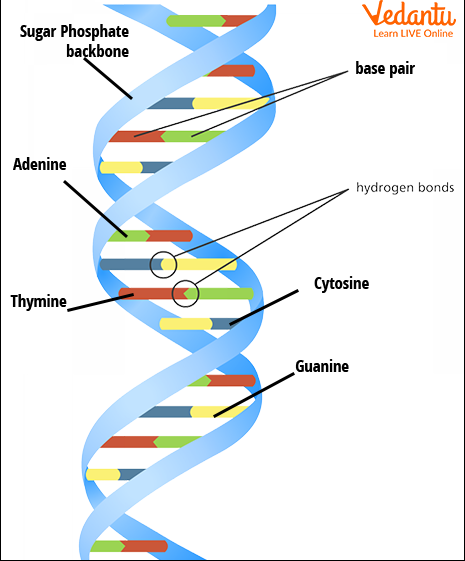 Structure of DNA