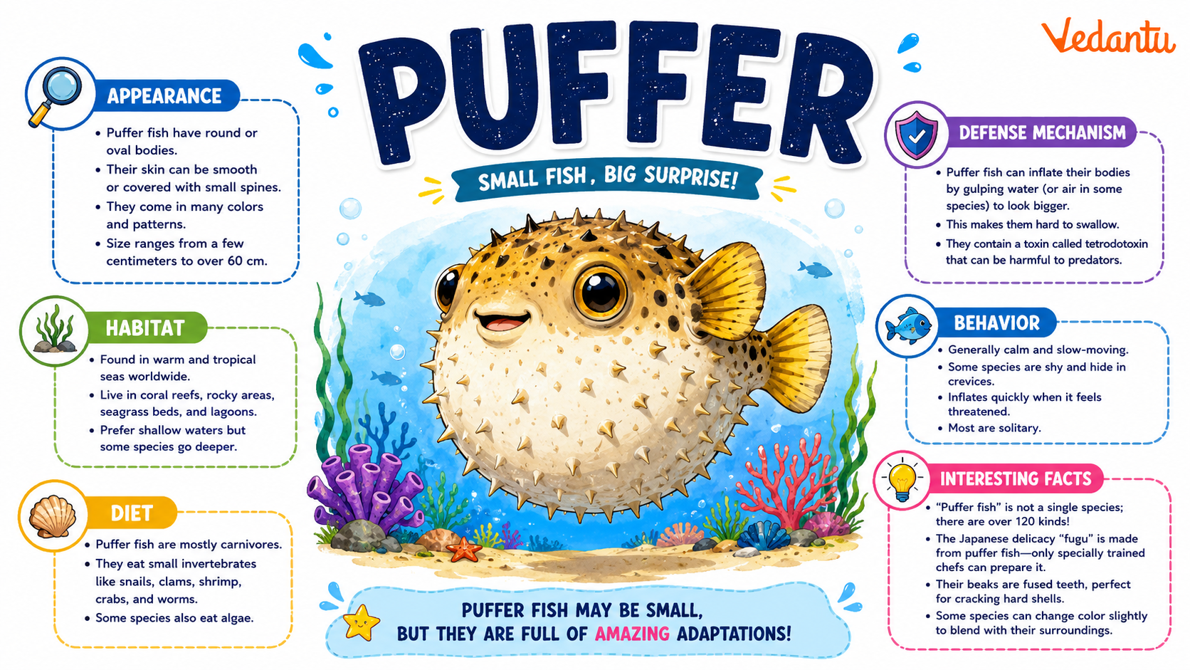 Puffer fish inflating its body in water