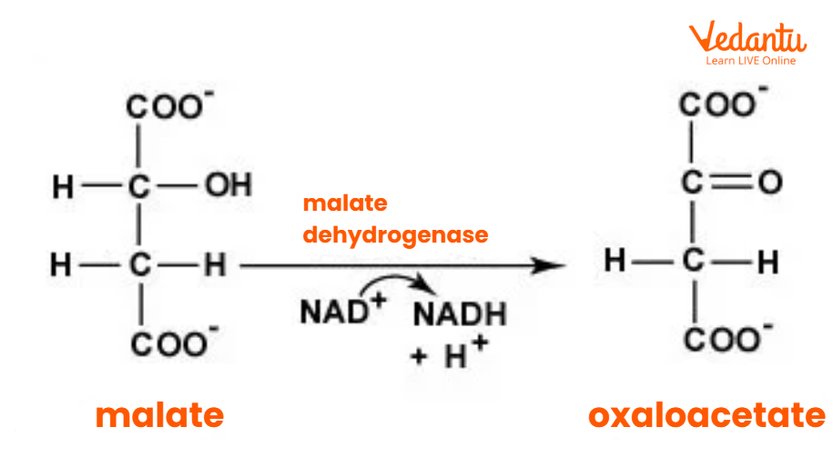 Malate to Oxaloacetate