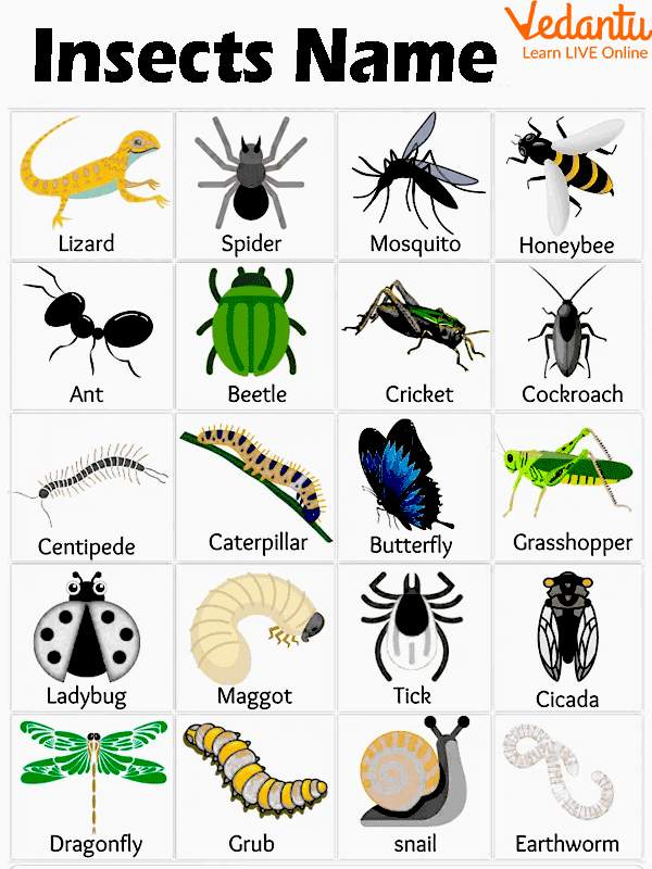 Insects