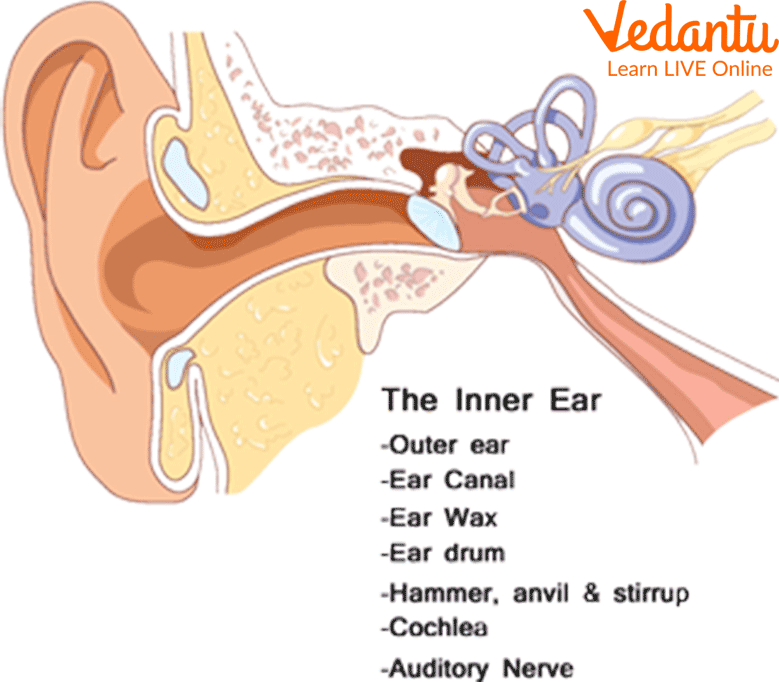 Sense Organs: Learn Definition, Properties and Facts