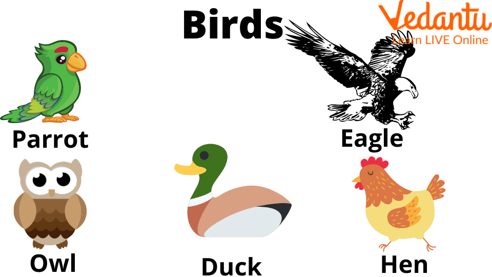 Names of Vertebrates - Learn with Examples for Kids