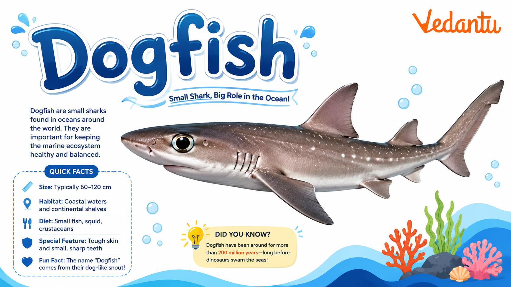Dogfish shark swimming in the ocean