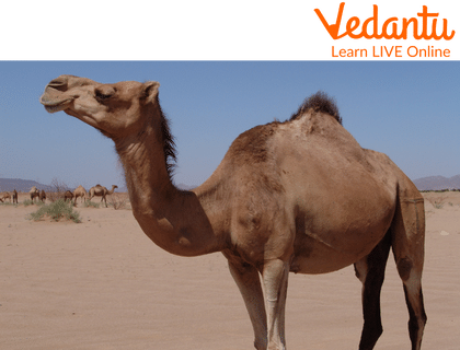 A Camel in a Desert