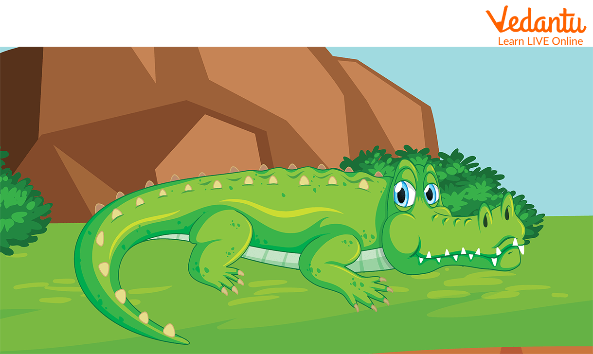 Little Crocodile