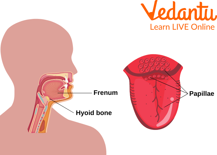 Location of the Tongue