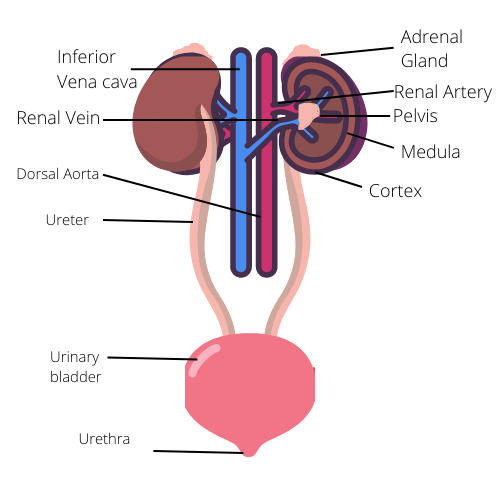 Labeled Diagram of Human Excretory System