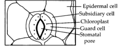 Diagrammatic representation of stoma system