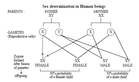 sex is genetically determined in human beings.