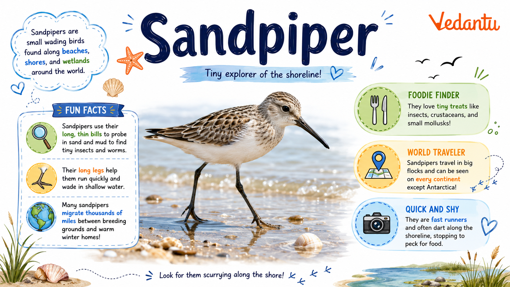 Sandpiper bird standing on sandy shore