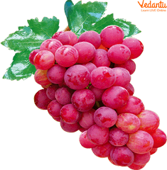 Red Grape