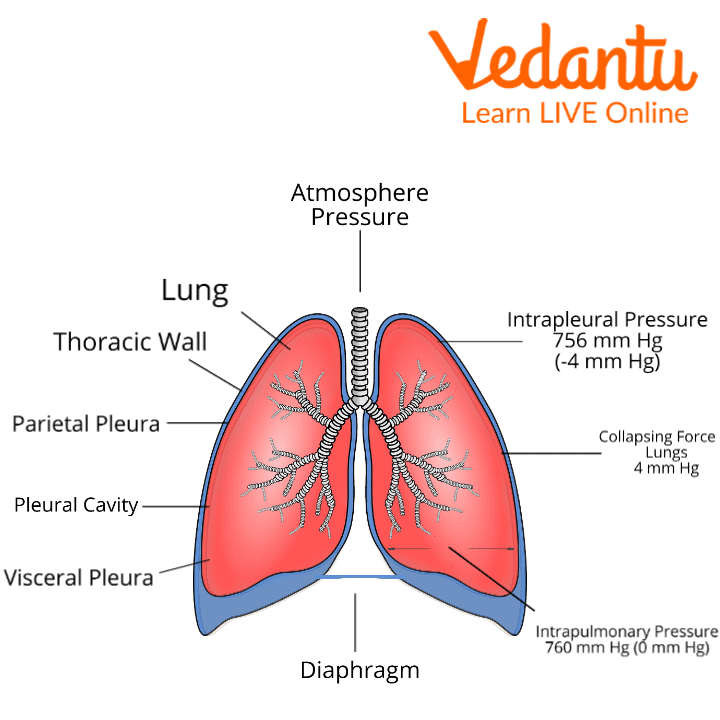 Two lungs in the human body