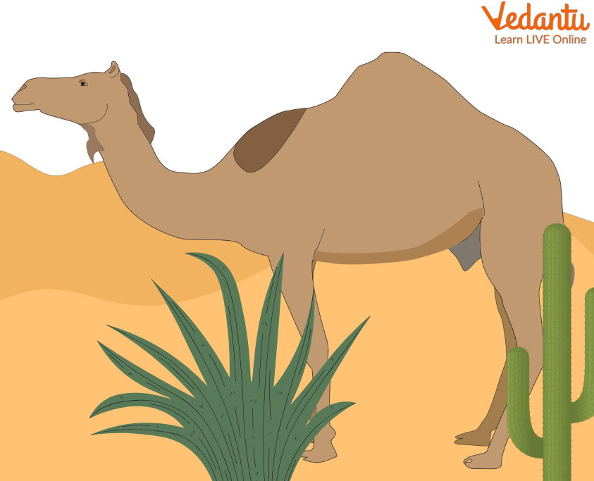 Camel’s Hump