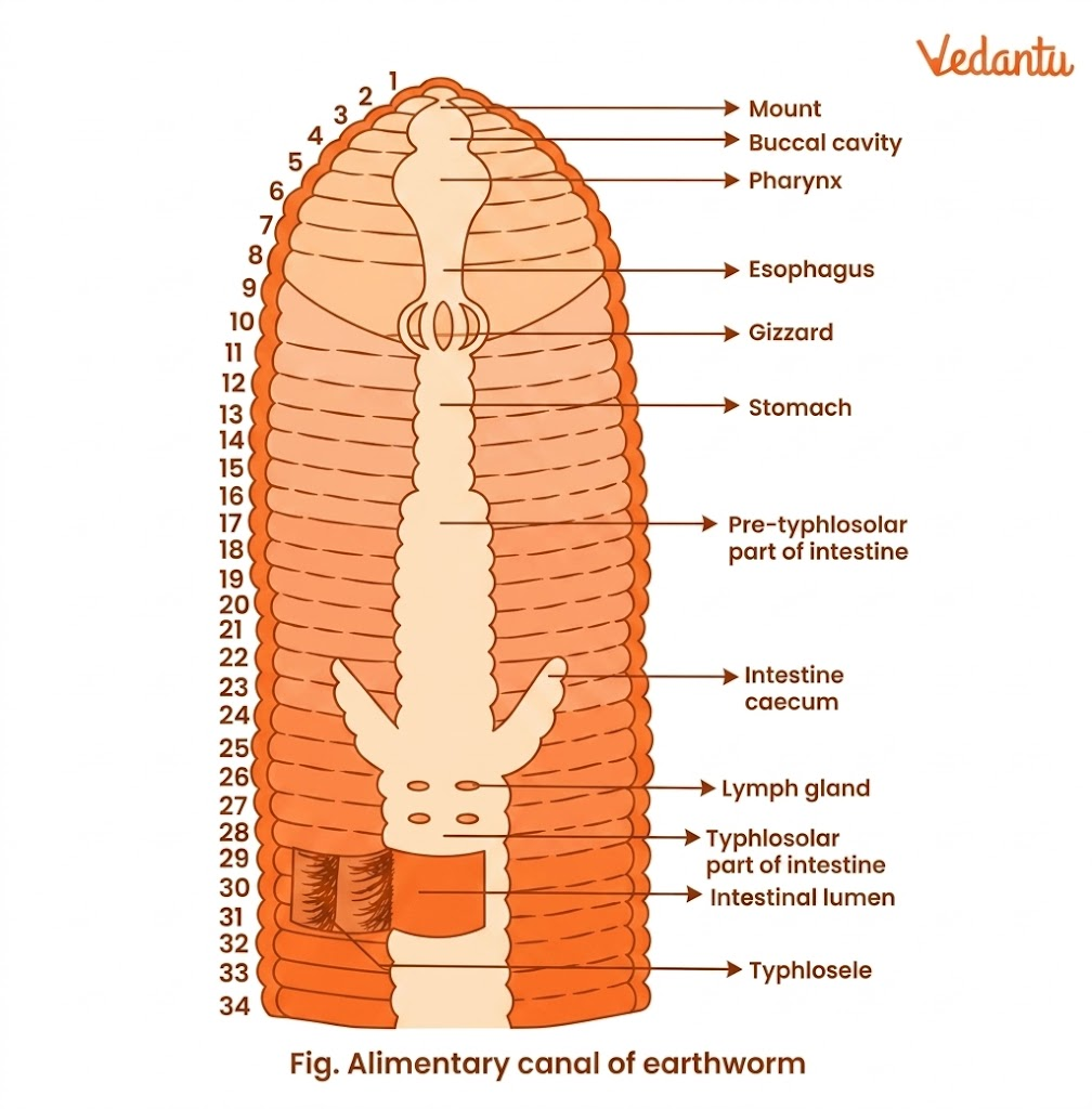alimentary canal of earthworm