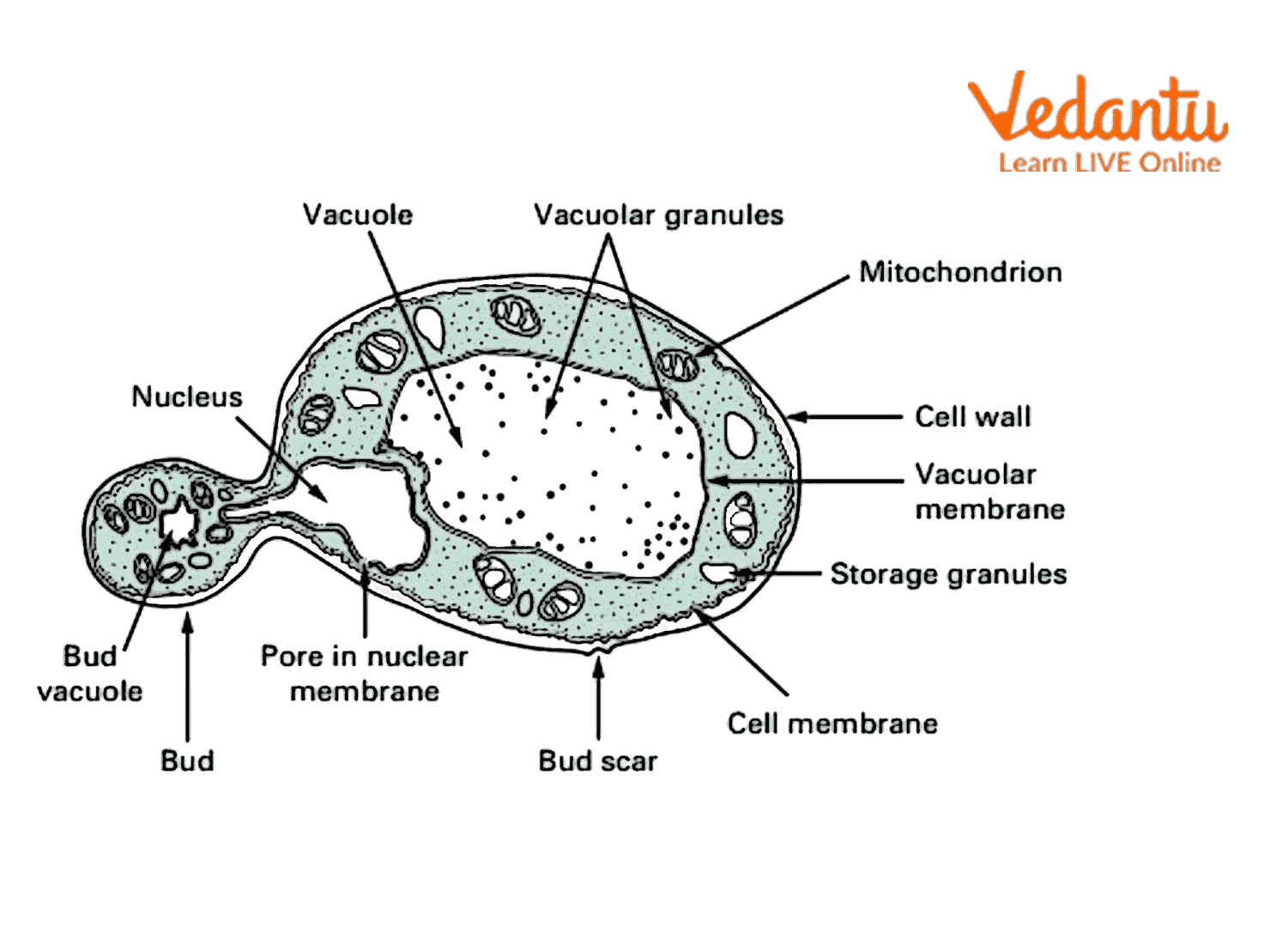 Cell Wall Composition of Fungi