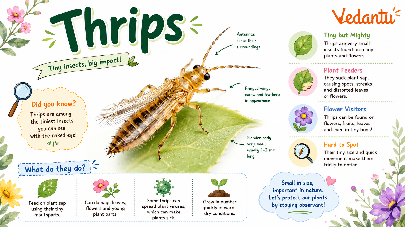 Thrips insect close-up image