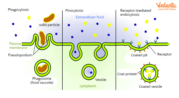 Different types of Endocytosis