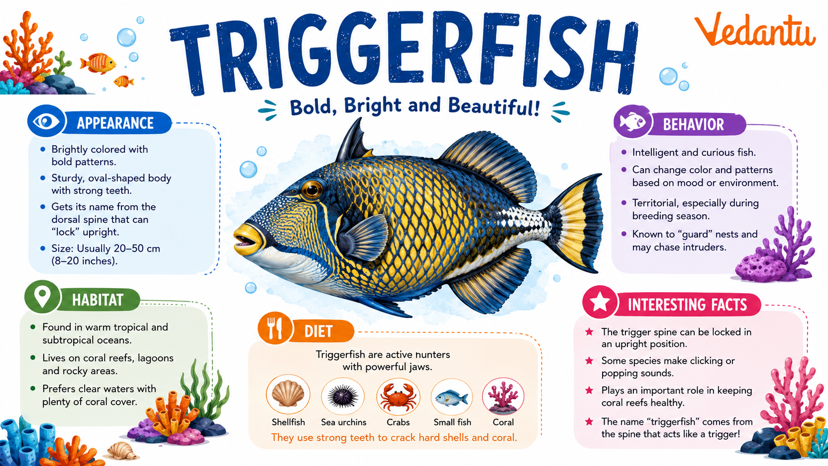 Triggerfish swimming near coral reef