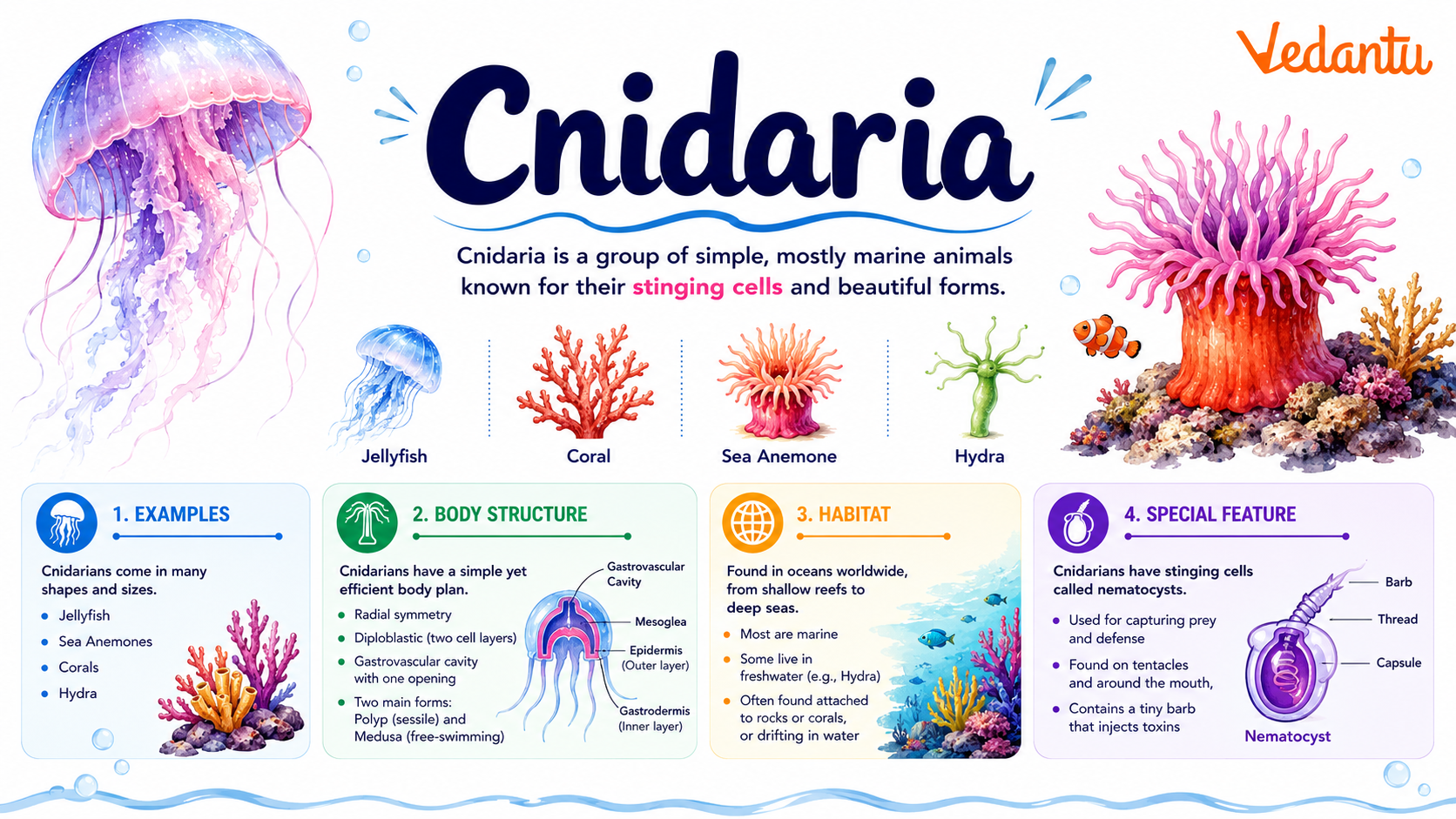Cnidaria animals such as jellyfish and corals