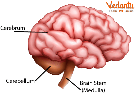 Three Types of  Brain - Cerebrum, Cerebellum, and Medulla.