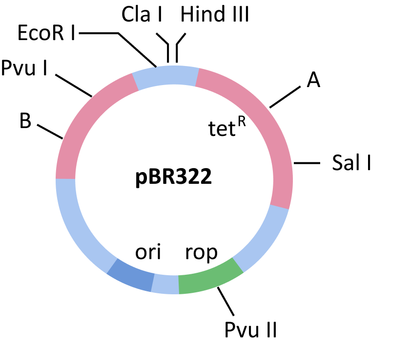 Cloning Vector pBR322.