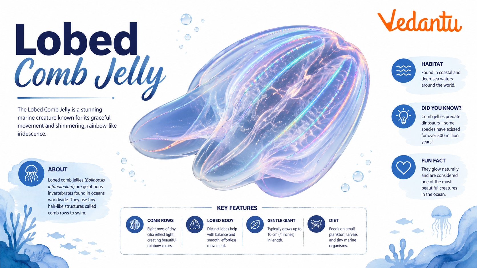 Lobed Comb Jelly floating in the ocean