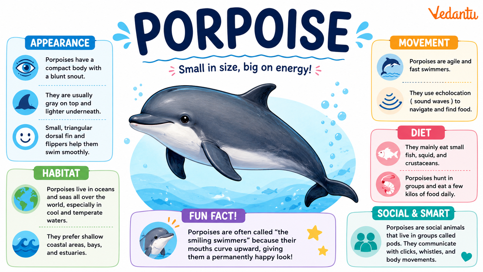 Porpoise swimming in the ocean