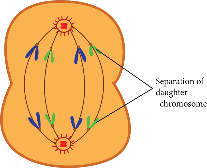 Anaphase