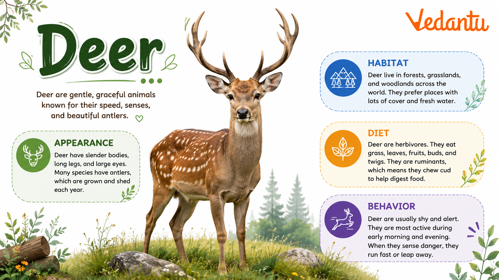 Deer animal standing in forest habitat