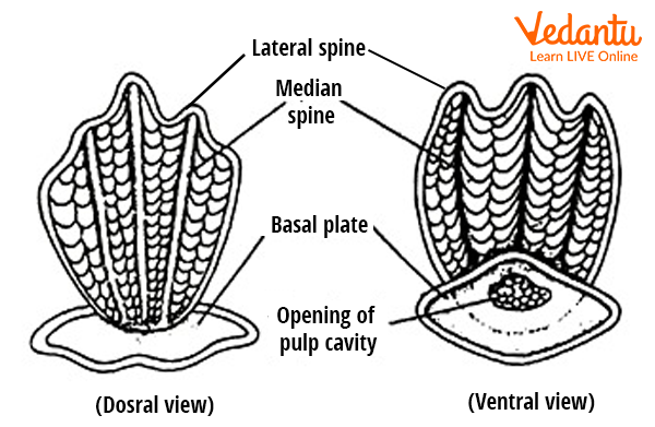 Placoid Scales Diagram