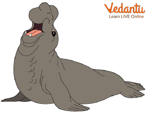 The Northern Elephant Seal