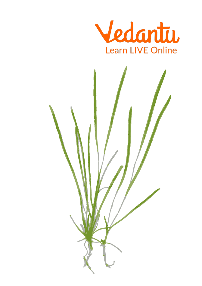 Vallisneria Spiralis