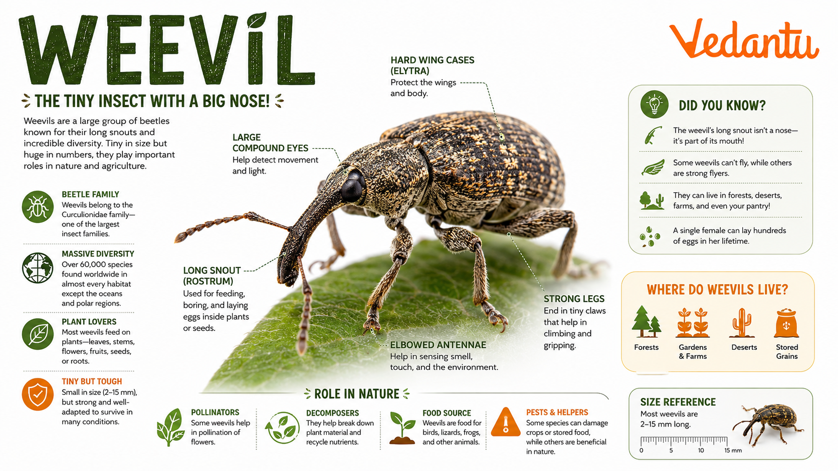 Weevil insect with long snout