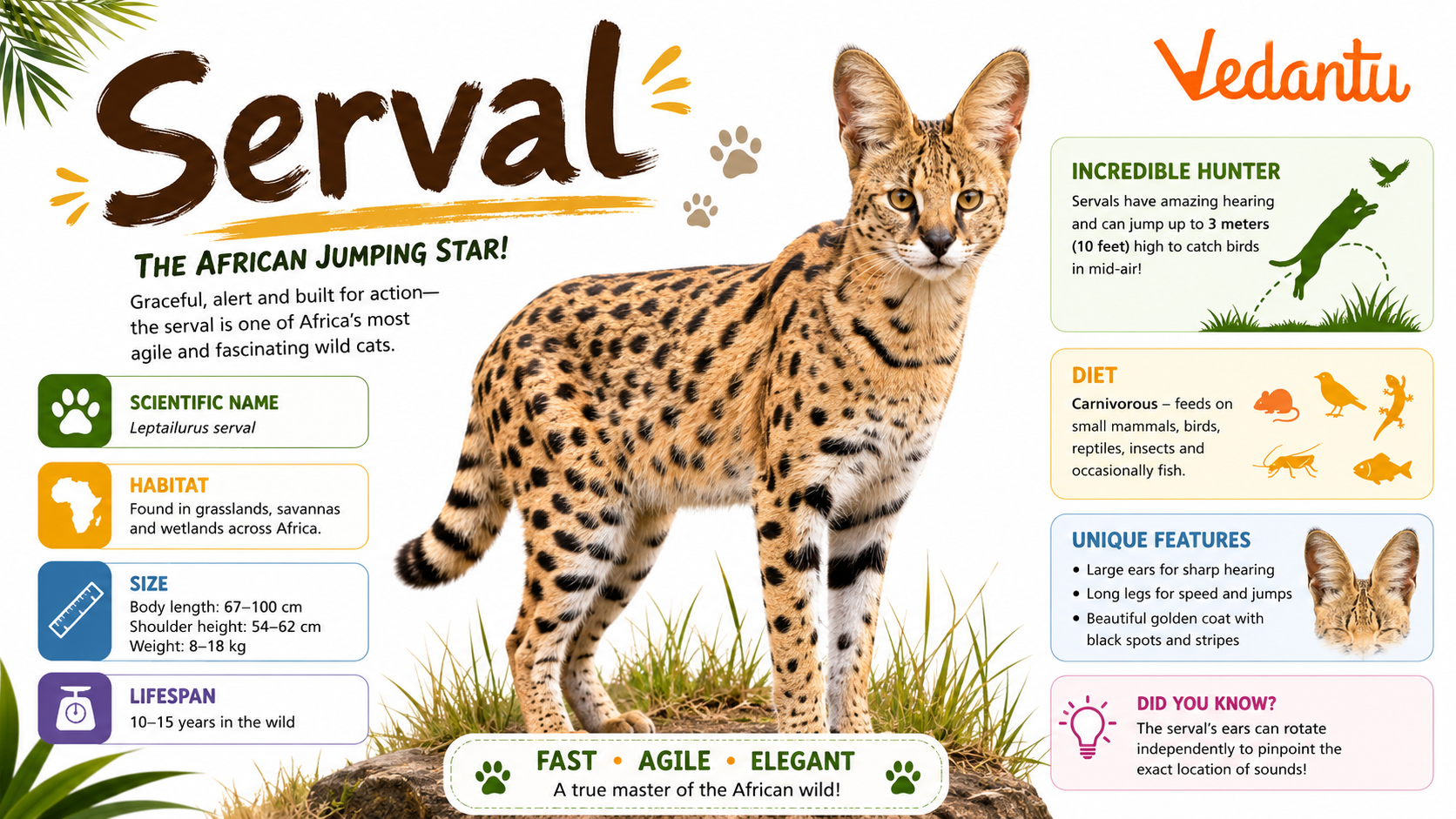 Serval wild cat with long legs and spotted coat