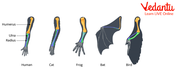 Forearms of Human, Cat, Frog, Bat, Bird