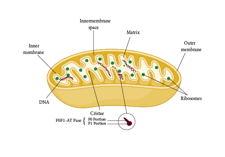 Mitochondria