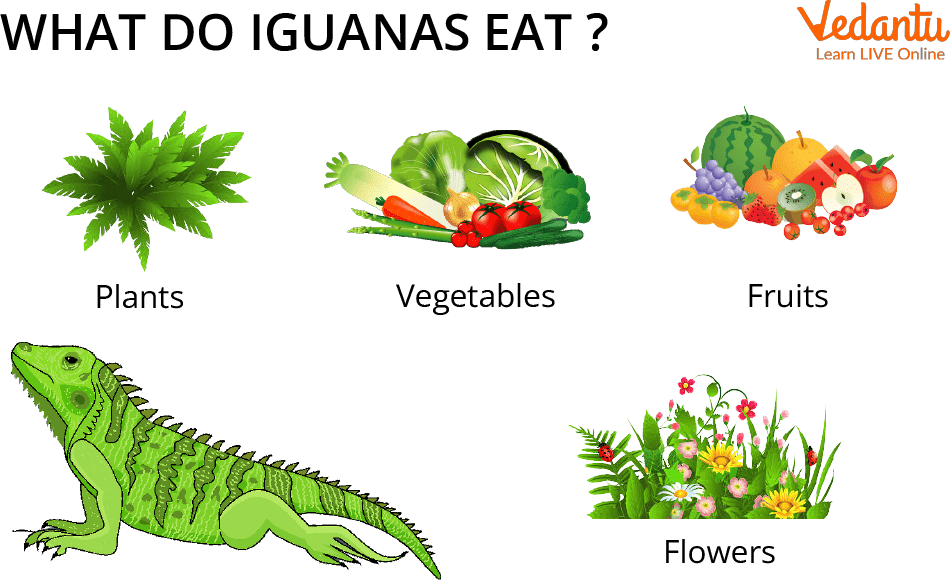 Iguana food habits