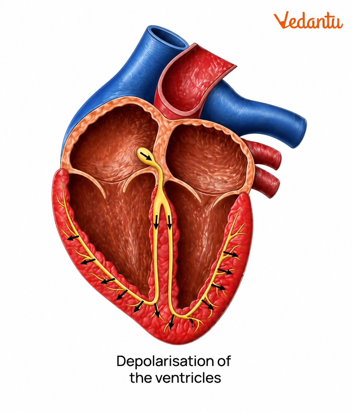Depolarisation of the ventricles Diagram