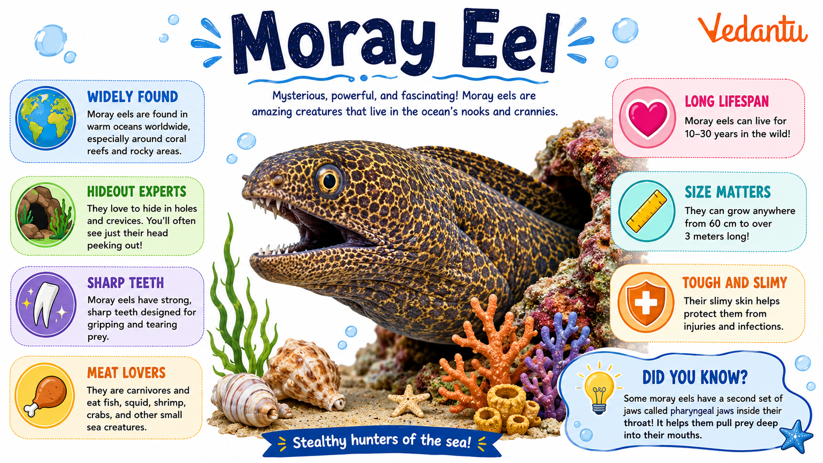 Moray Eel swimming near coral reef