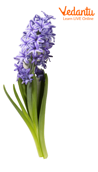 Hyacinth