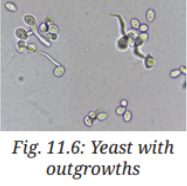 The bud grows and later separates from the parent cell to form a new yeast cell..png