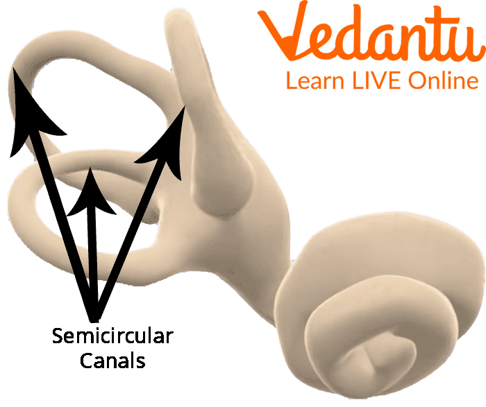 Semicircular Canals