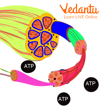 Muscle Fibres and usage of ATP