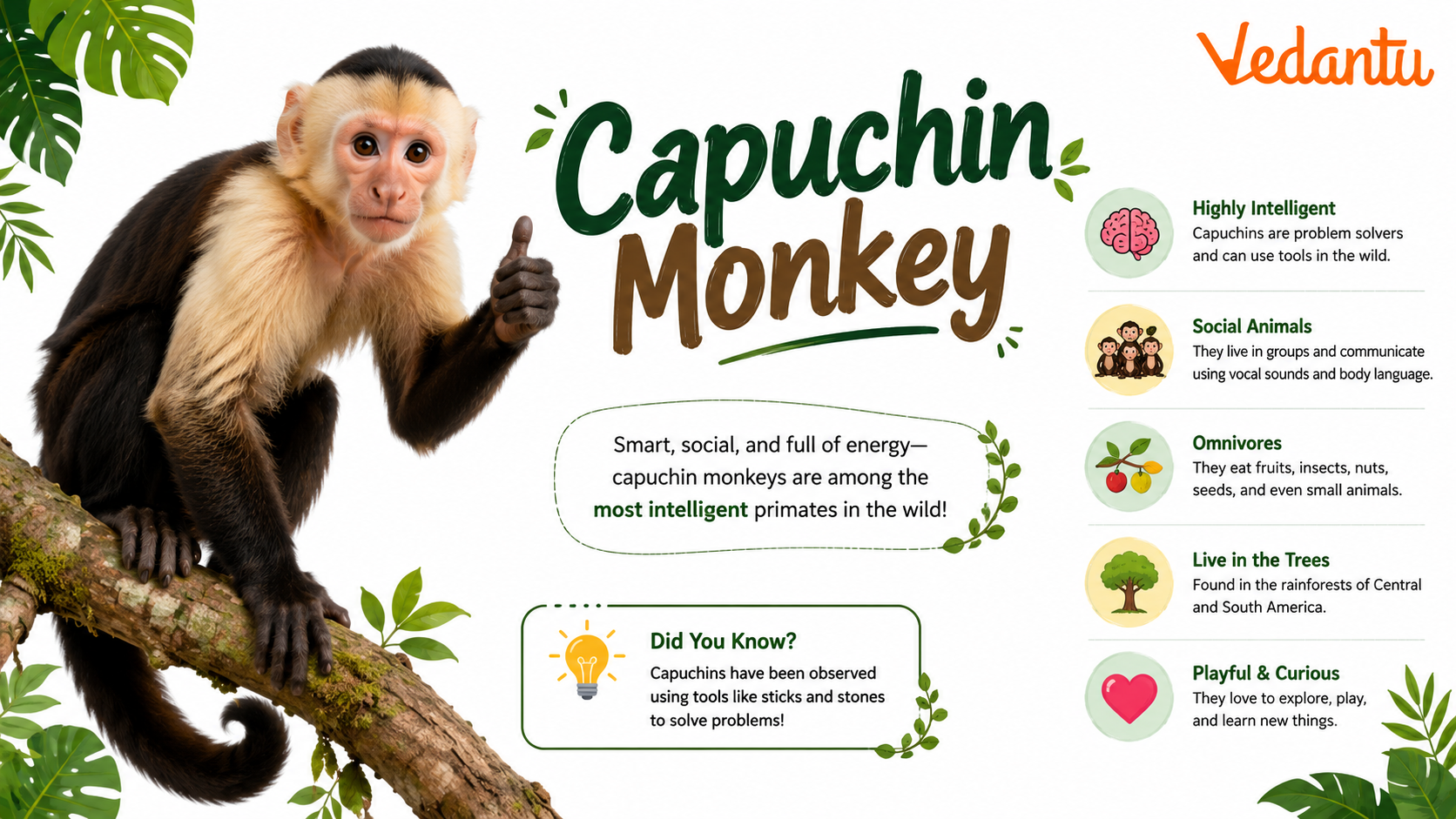 Capuchin Monkey