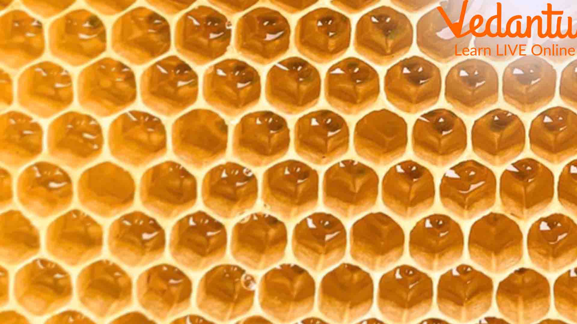 How do Honeybees Make A Honeycomb? Read the Blog To Learn More