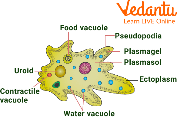 Amoeba