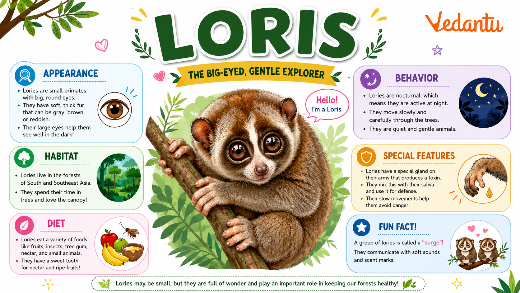 Loris animal sitting on a tree branch