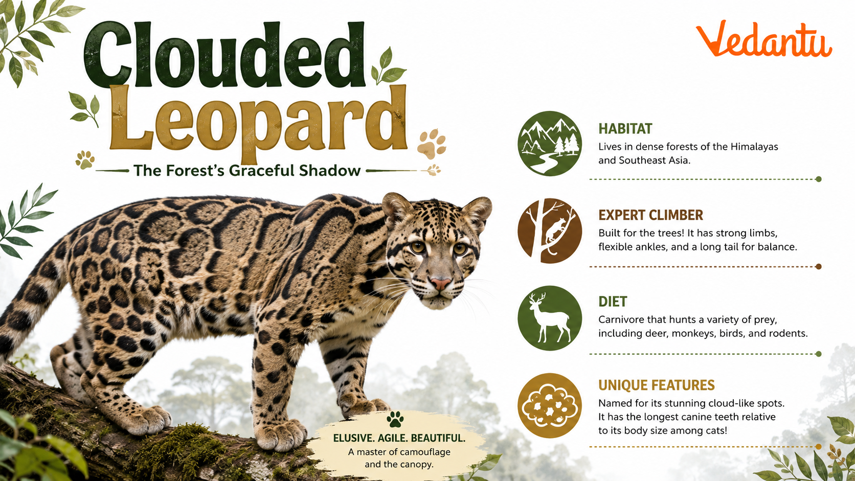 Clouded Leopard