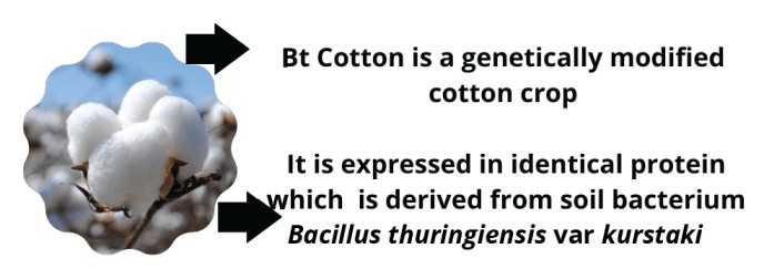 Bt Cotton