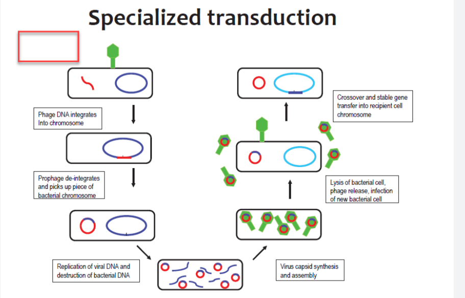 Specialised Transduction in Bacteria